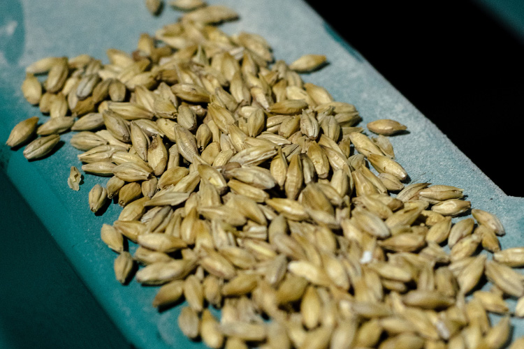 Les tendances bière à suivre en 2026 : IPA fruitée, NEIPA douce…